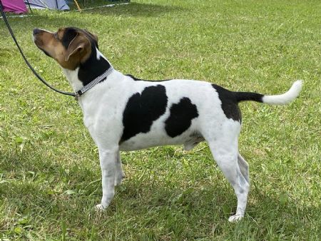 Far: Little Denmark's Xtream X-Bomb Joey Jr aka Keyser (DK27061/2021)