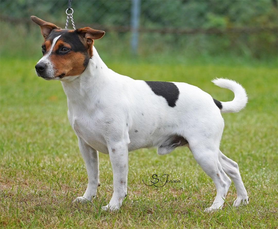 Far: NO UCH Amantes lille mirakel Athos aka Ferdinand (NO63745/22)